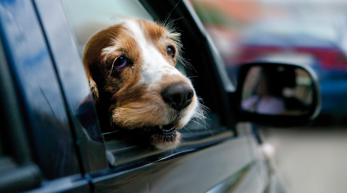 perro asomando la cabeza por la ventanilla del copiloto