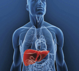 Imagen del interior del cuerpo humano con el hígado marcado en otro color