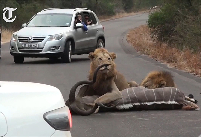 Dos leones cortan una carretera